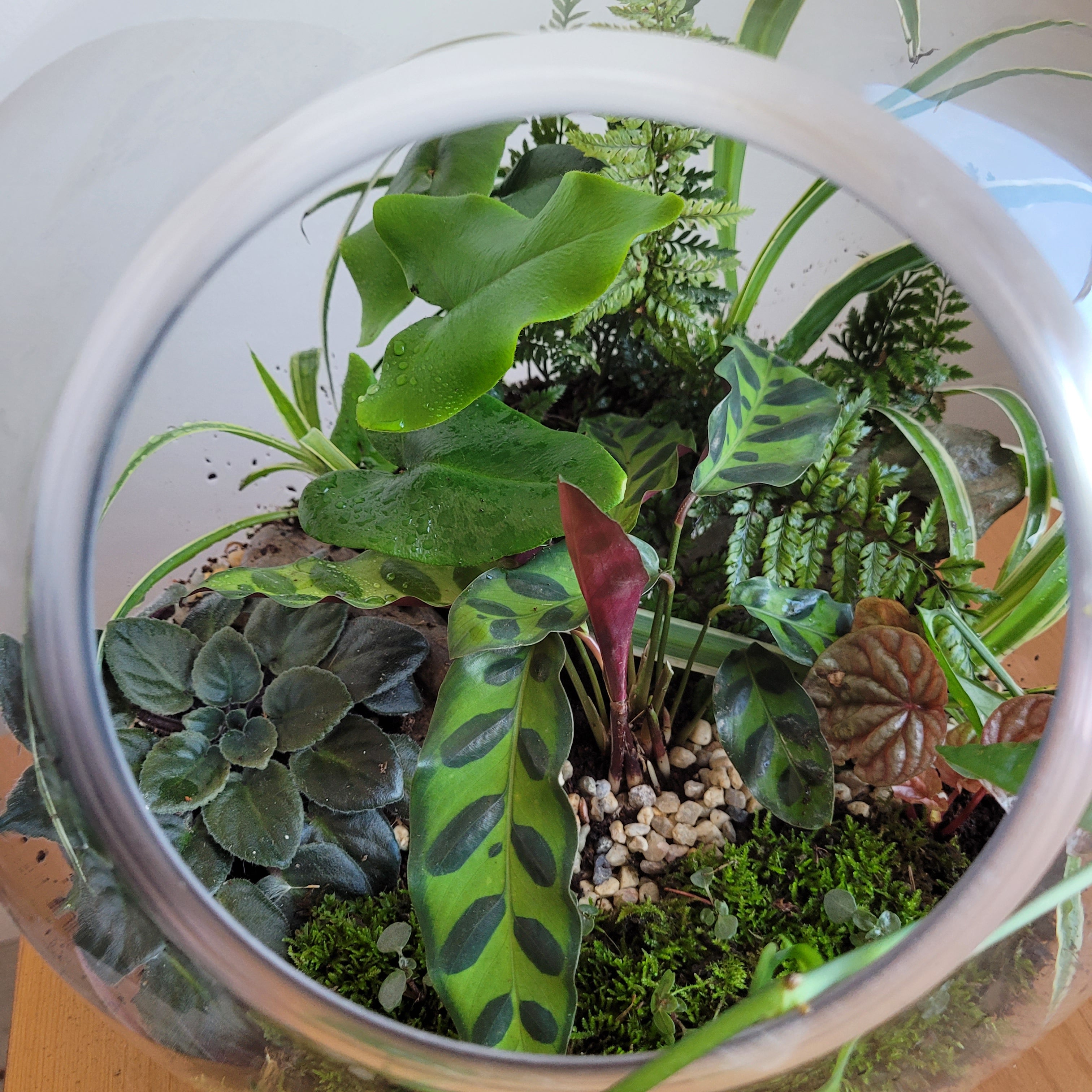 Terrariums in Edmonton Planted Glass Terrariums