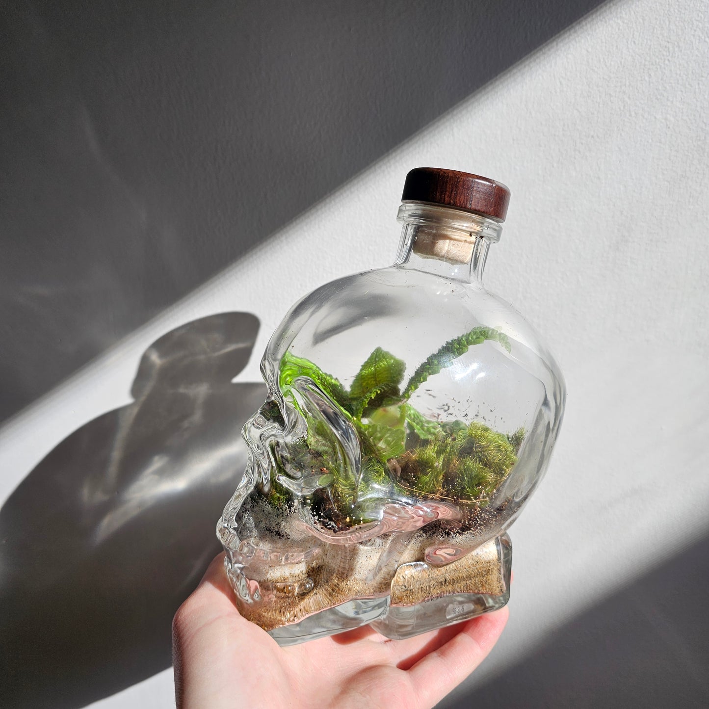 Skull Shaped Terrarium