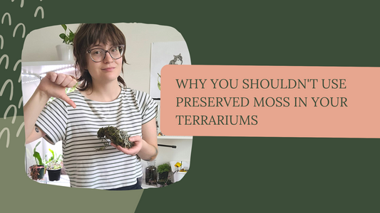 Why you shouldn't use preserved moss in your terrariums