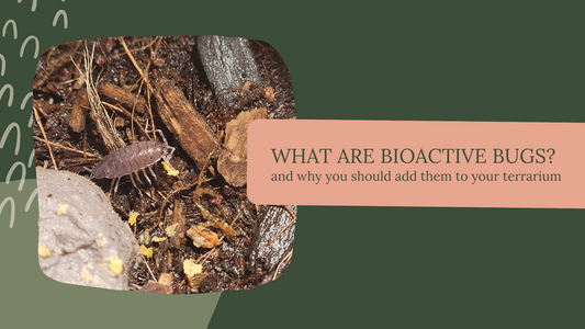 What are bioactive bugs? And why you should add them to your terrarium