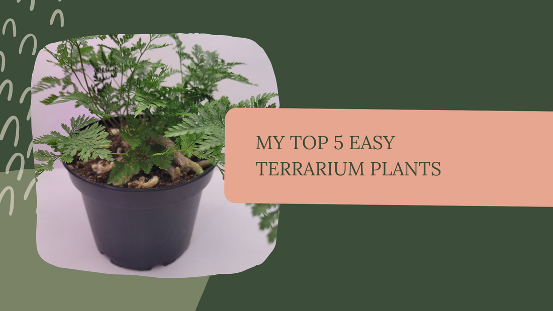 My top 5 easy terrarium plants