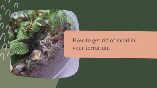 How to get rid of mold in your terrarium