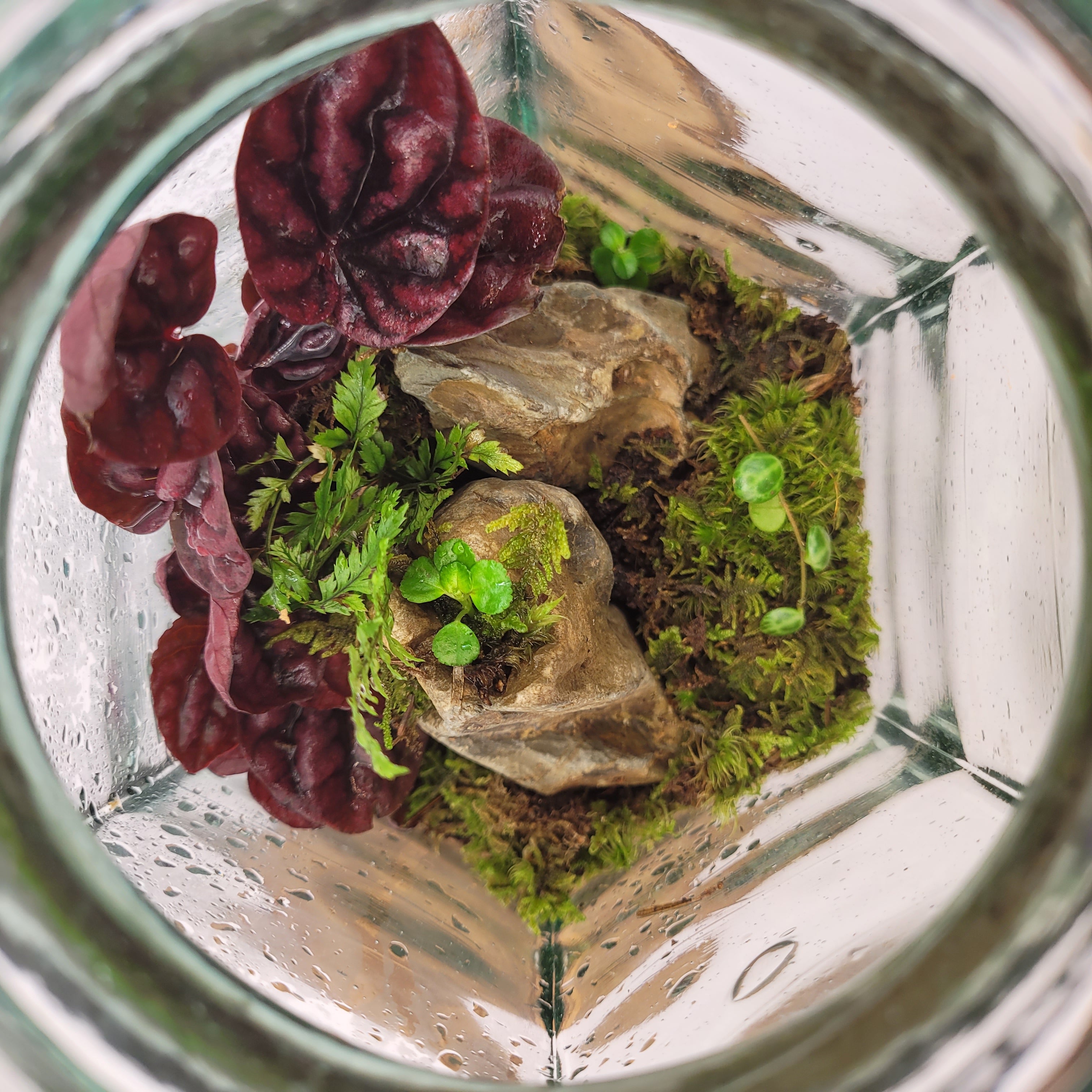 Planted Glass Terrariums