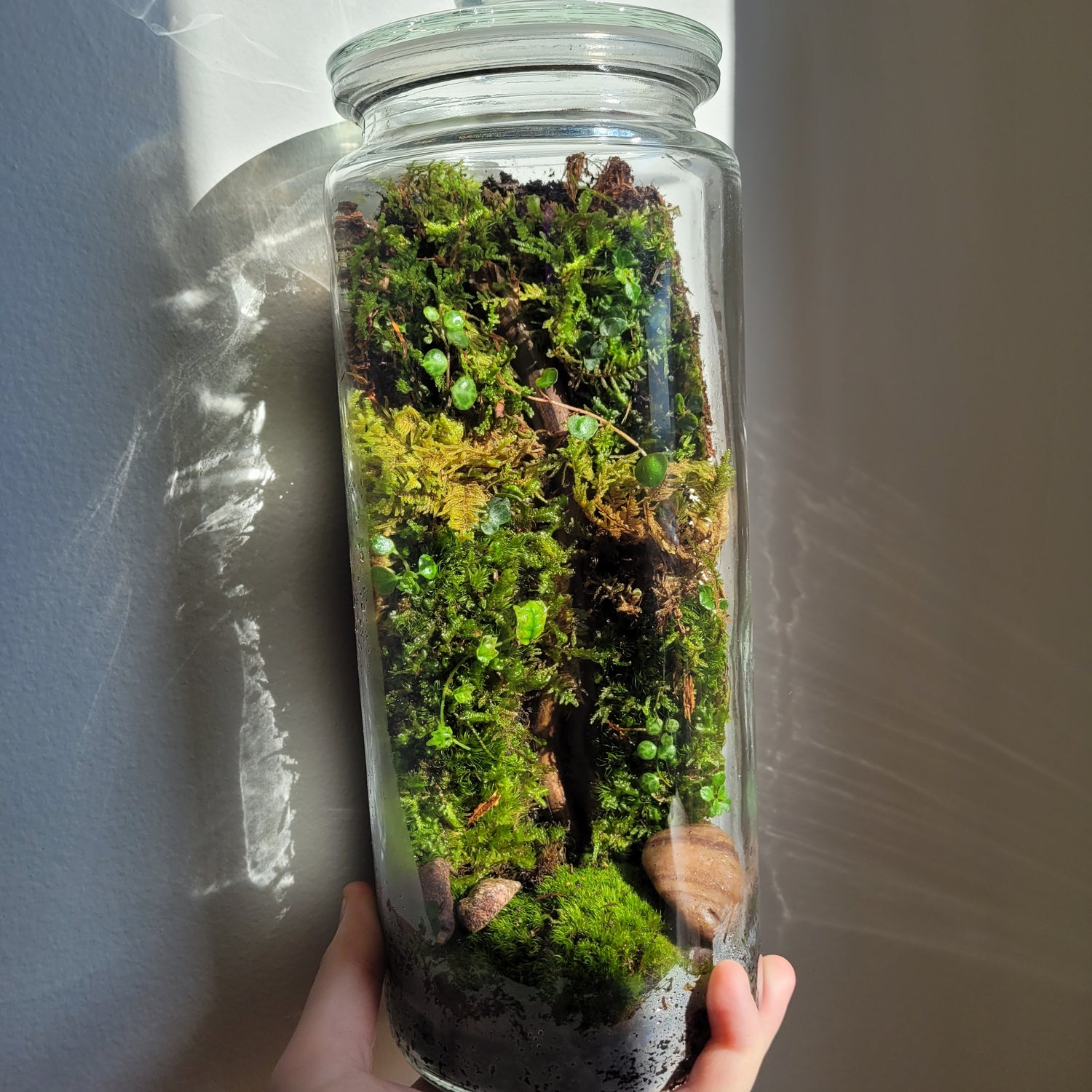 A vertical live moss wall terrarium with string of turtles and oak leaf fig plants is held against a white background.