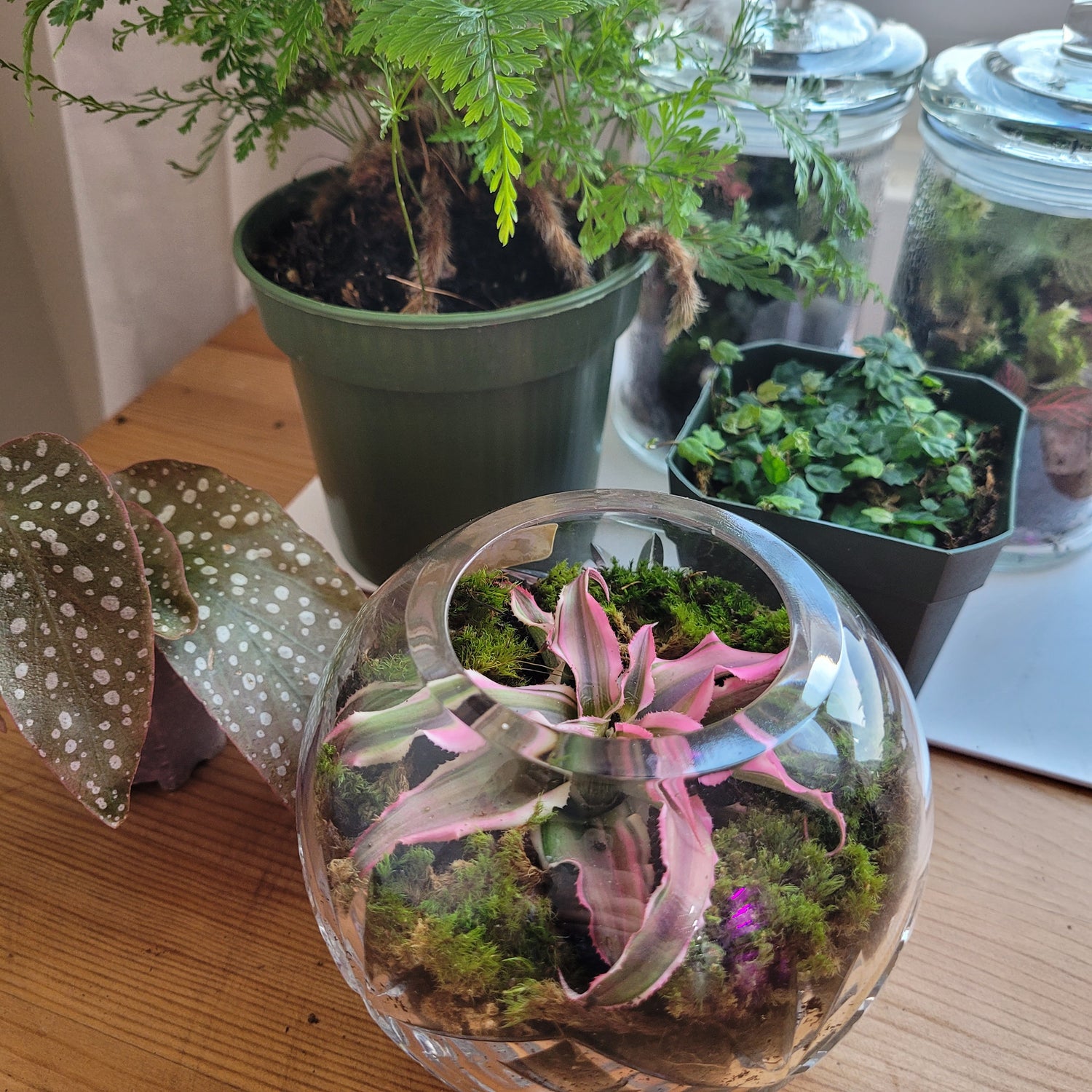 Bring your own jar and Planted Glass Terrariums will transform it into a beautiful living piece of art like this pink, mossy earth star plant terrarium.