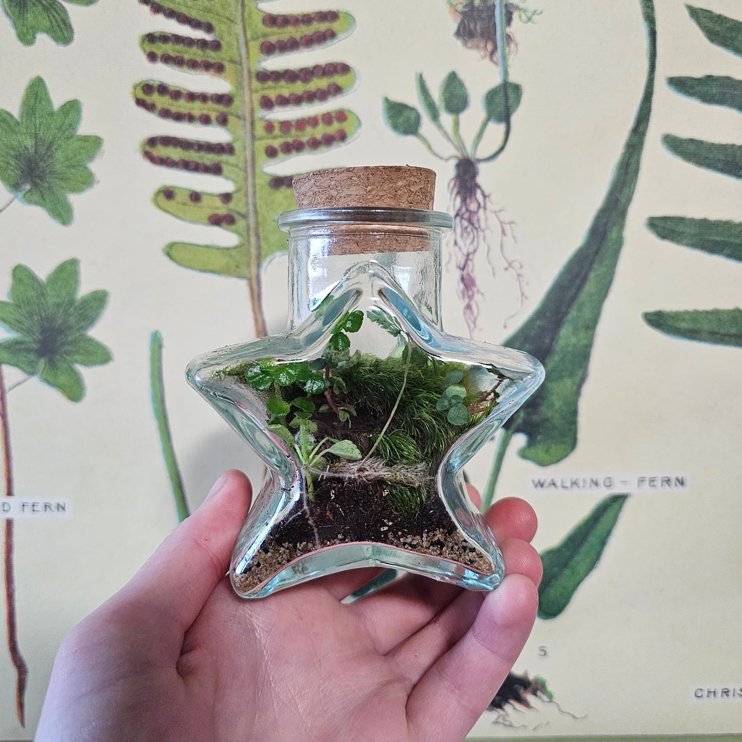 Small Star Terrarium