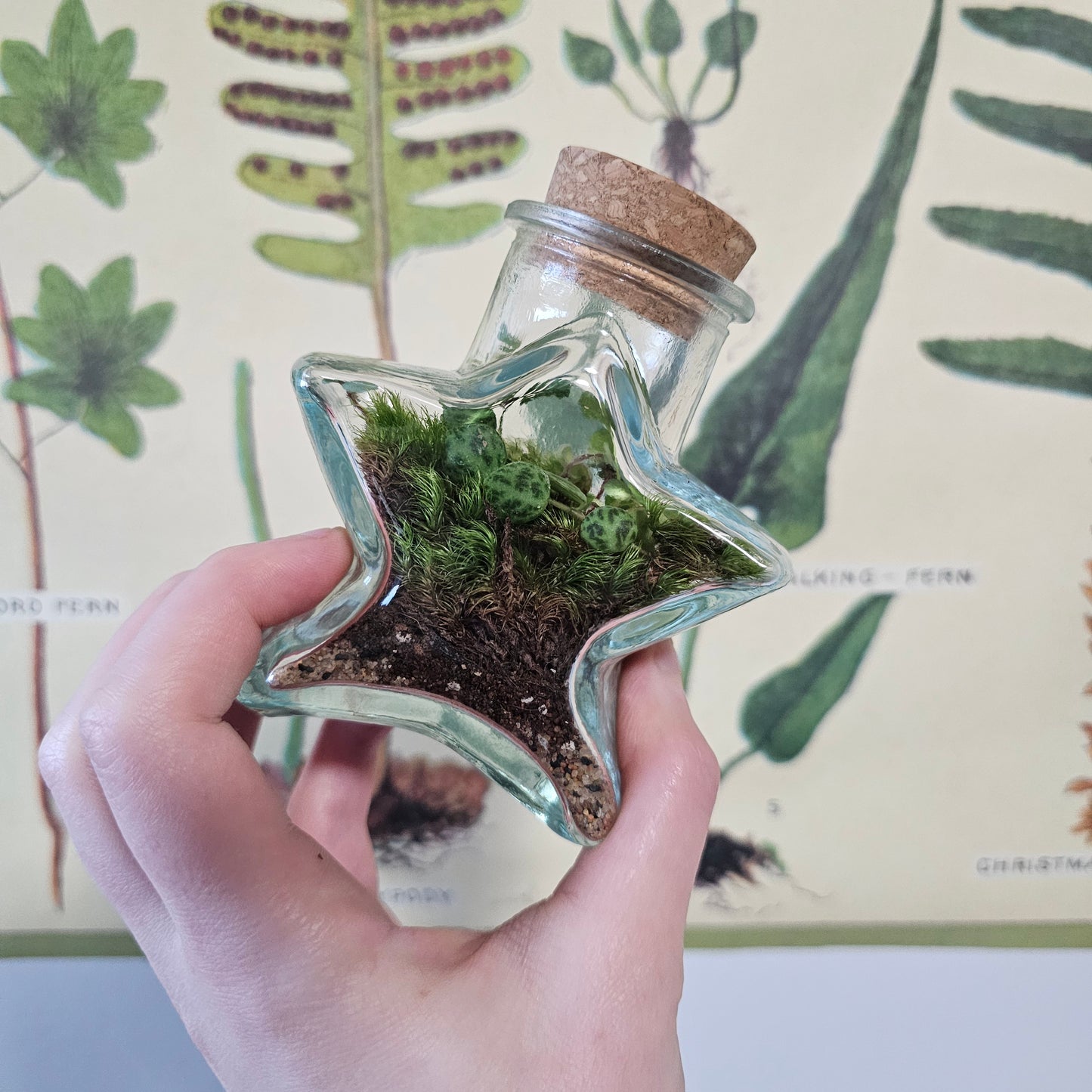 Small Star Terrarium