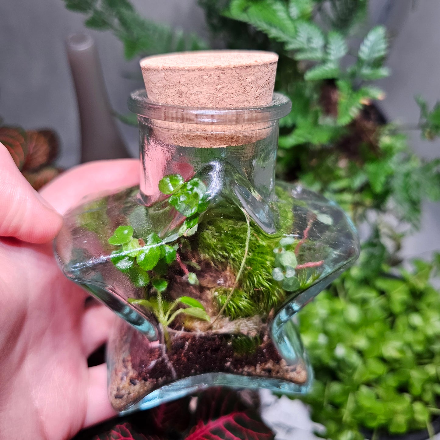 Small Star Terrarium