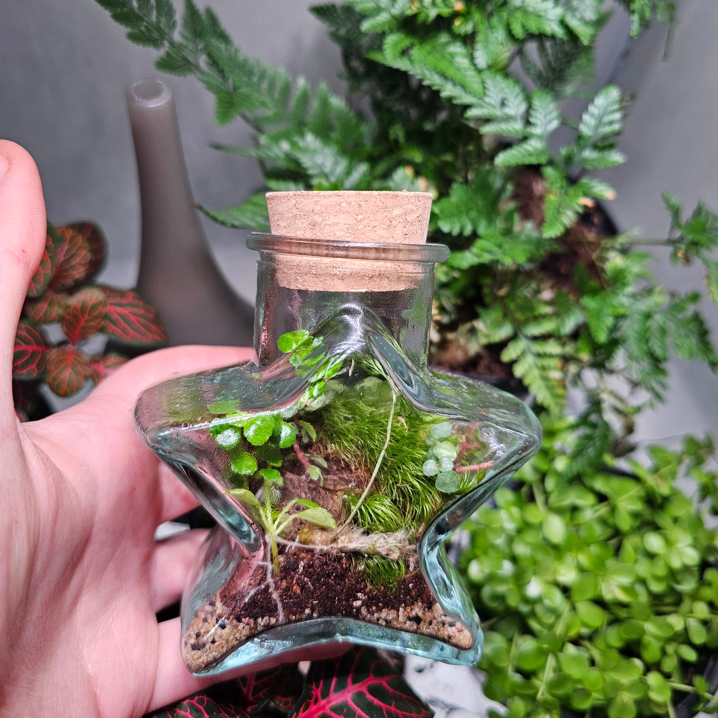 Small Star Terrarium