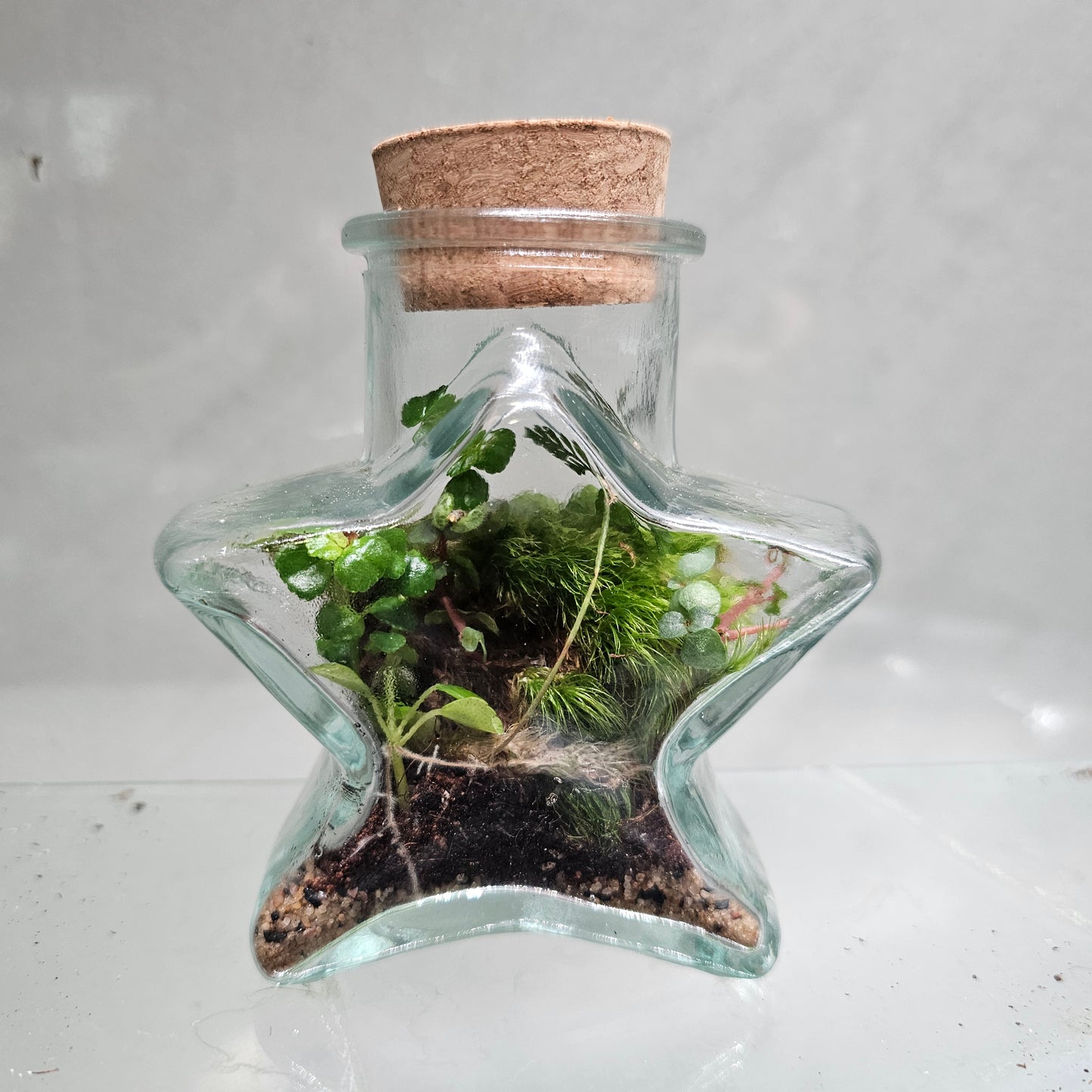 Small Star Terrarium