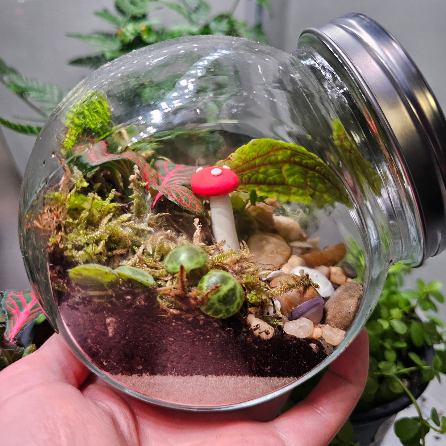 Medium Tropical Bowl Terrariums