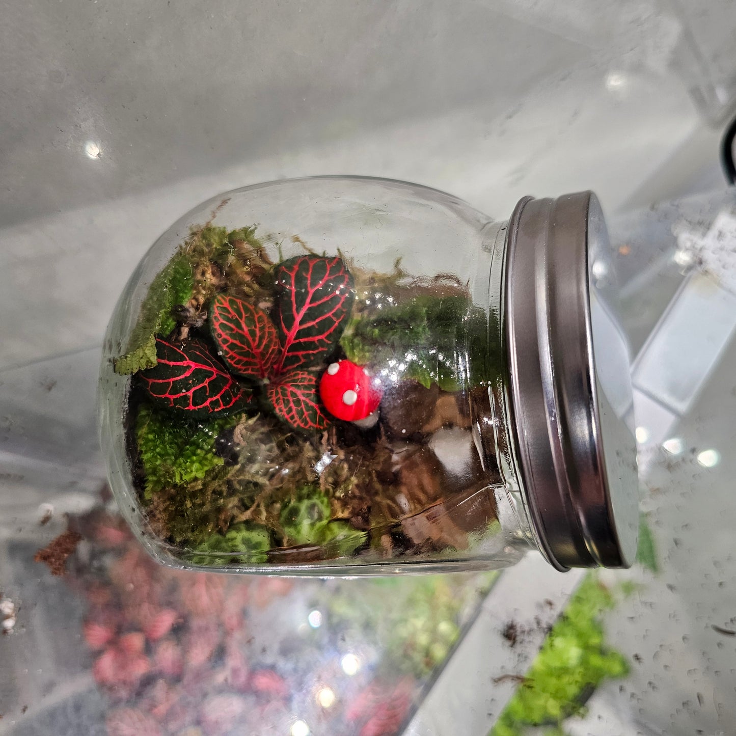 Medium Tropical Bowl Terrariums