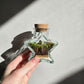 Small Star Terrarium