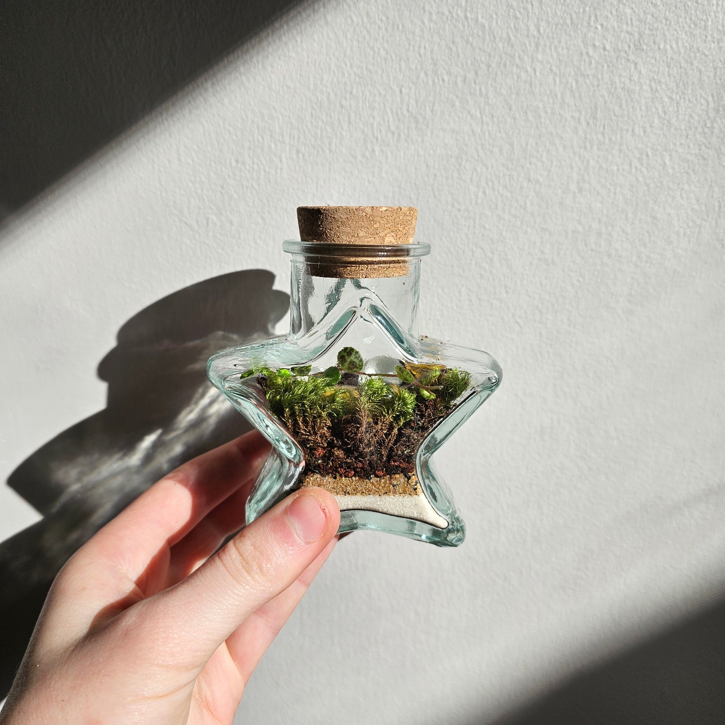 Small Star Terrarium