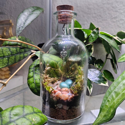 Treasure Island Terrariums