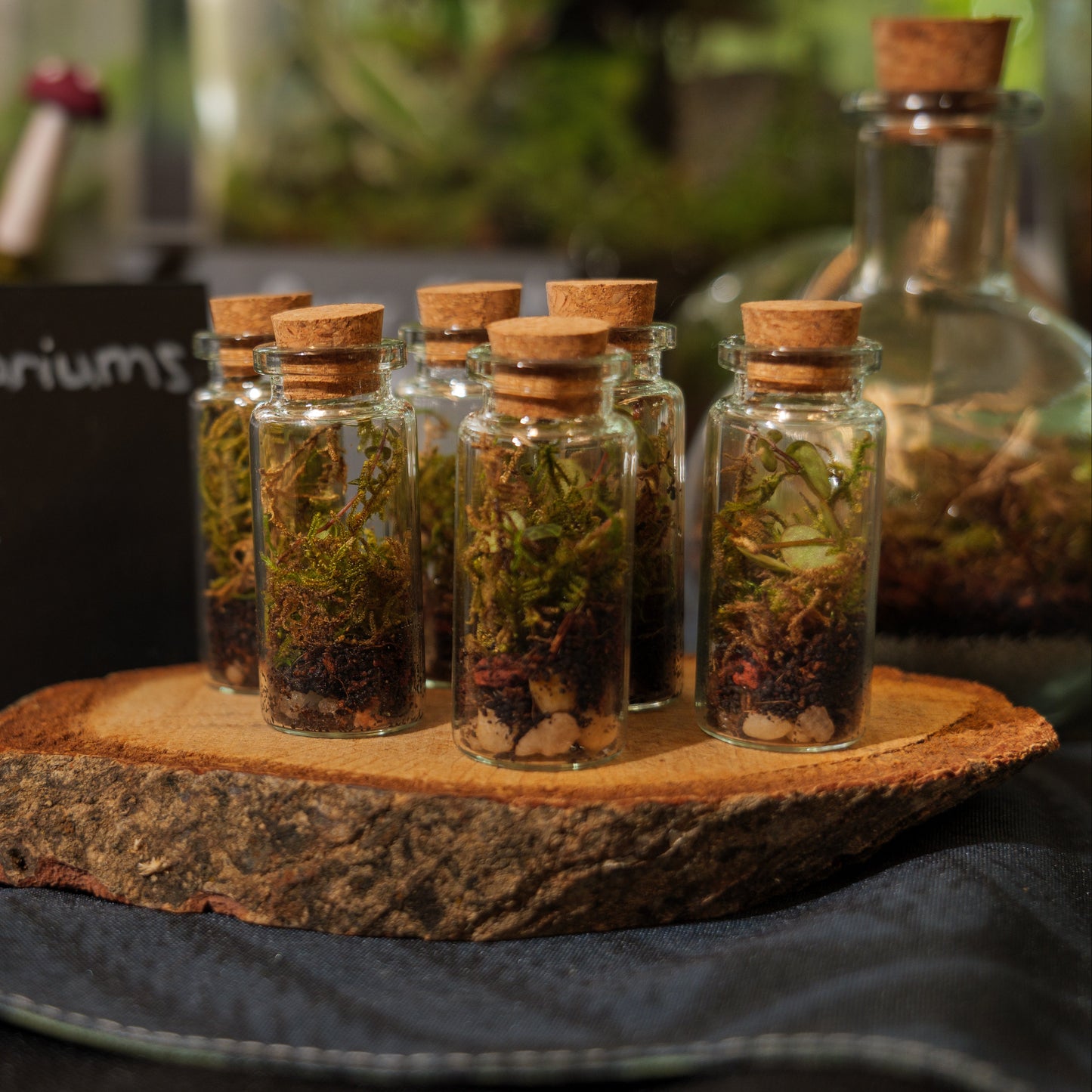 Mini beginner terrariums