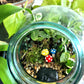 Three small mushrooms are in the centre of a glass terrarium filled with tropical plants and pebbles. One is yellow, one red, one blue.