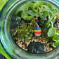 A handmade clay gnome sits in a glass terrarium filled with tropical plants. The gnome has white skin with a circular nose and a rainbow striped pointy hat with the colours of the Pride flag. It has textured white spots on its hat.