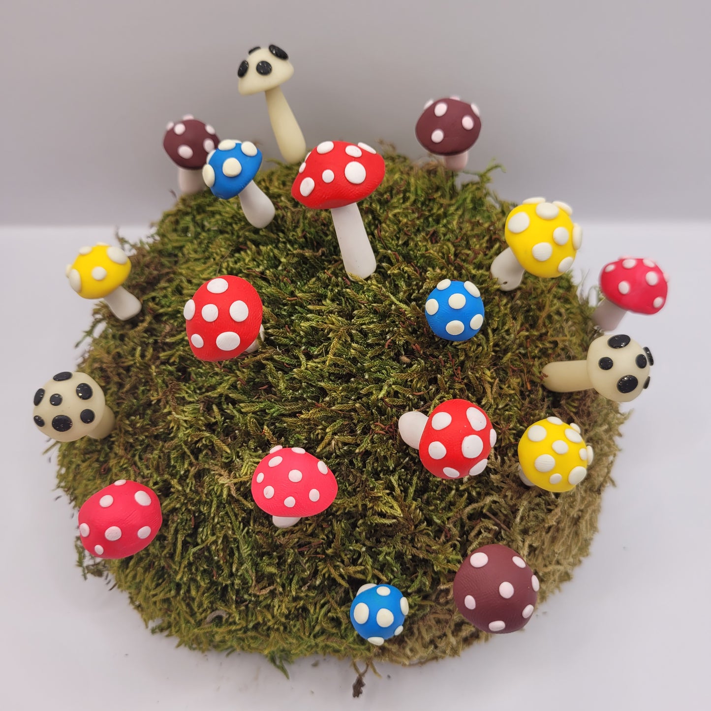 Many small mushrooms in assorted colours stand on a preserved moss hill against a white background.