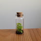 Assorted mini terrariums for beginners