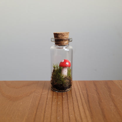 Assorted mini terrariums for beginners