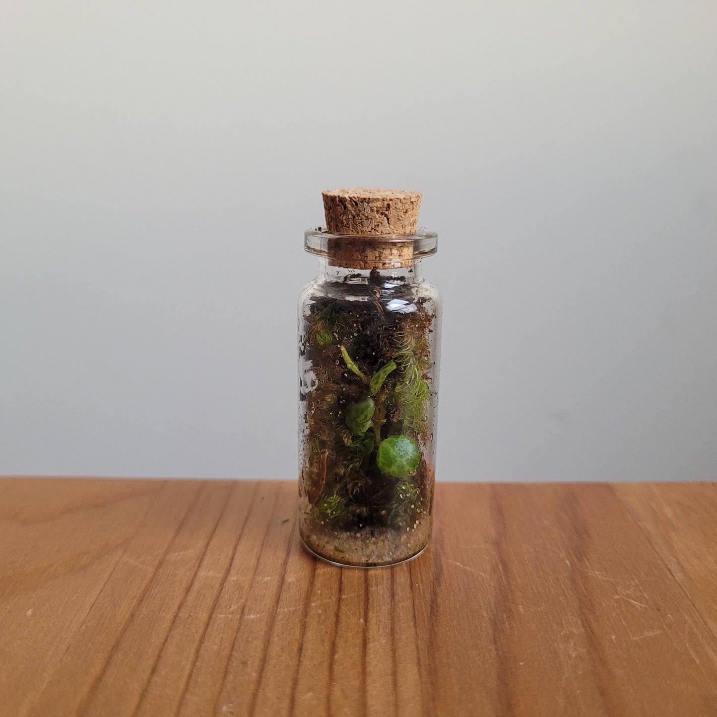 Assorted mini terrariums for beginners