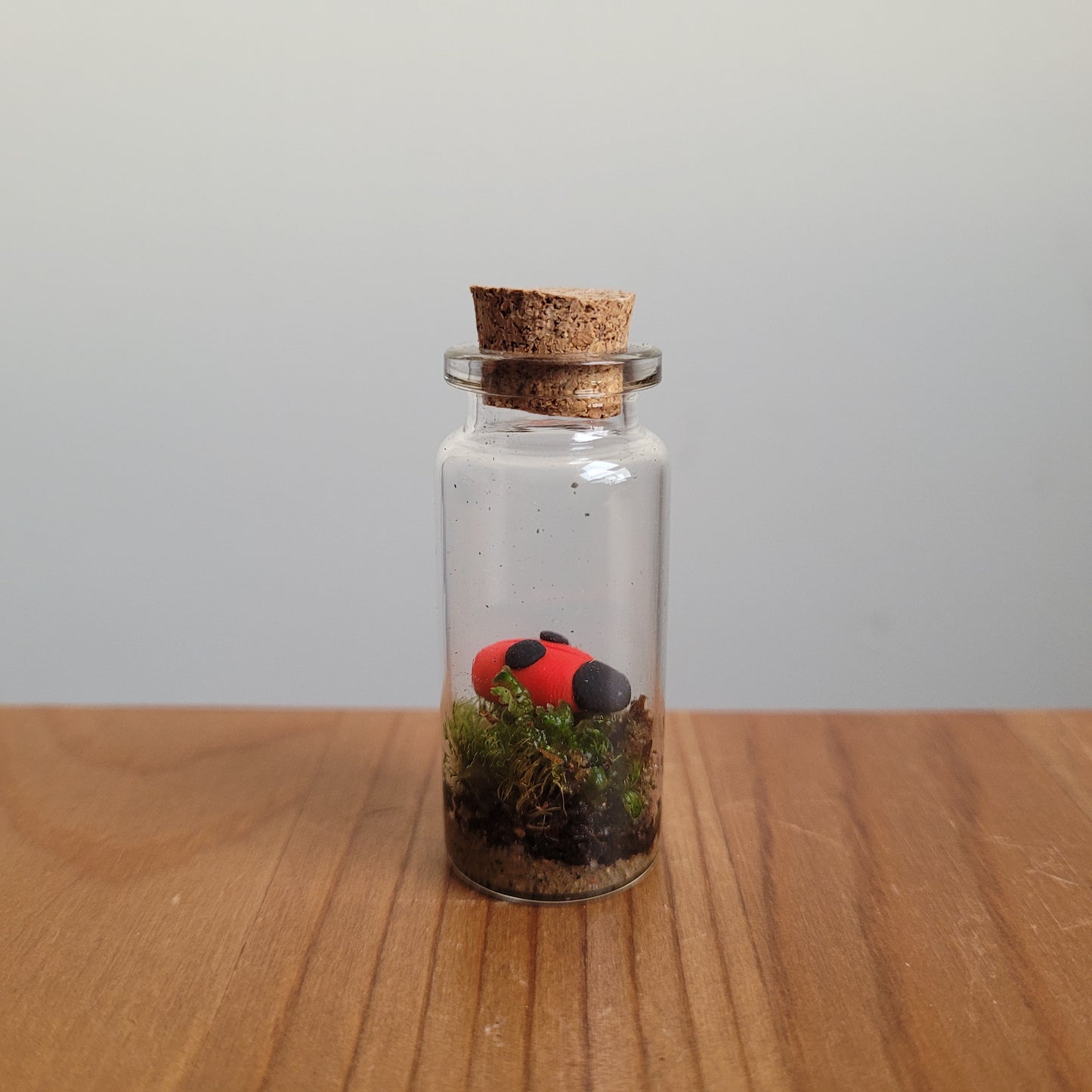 Assorted mini terrariums for beginners