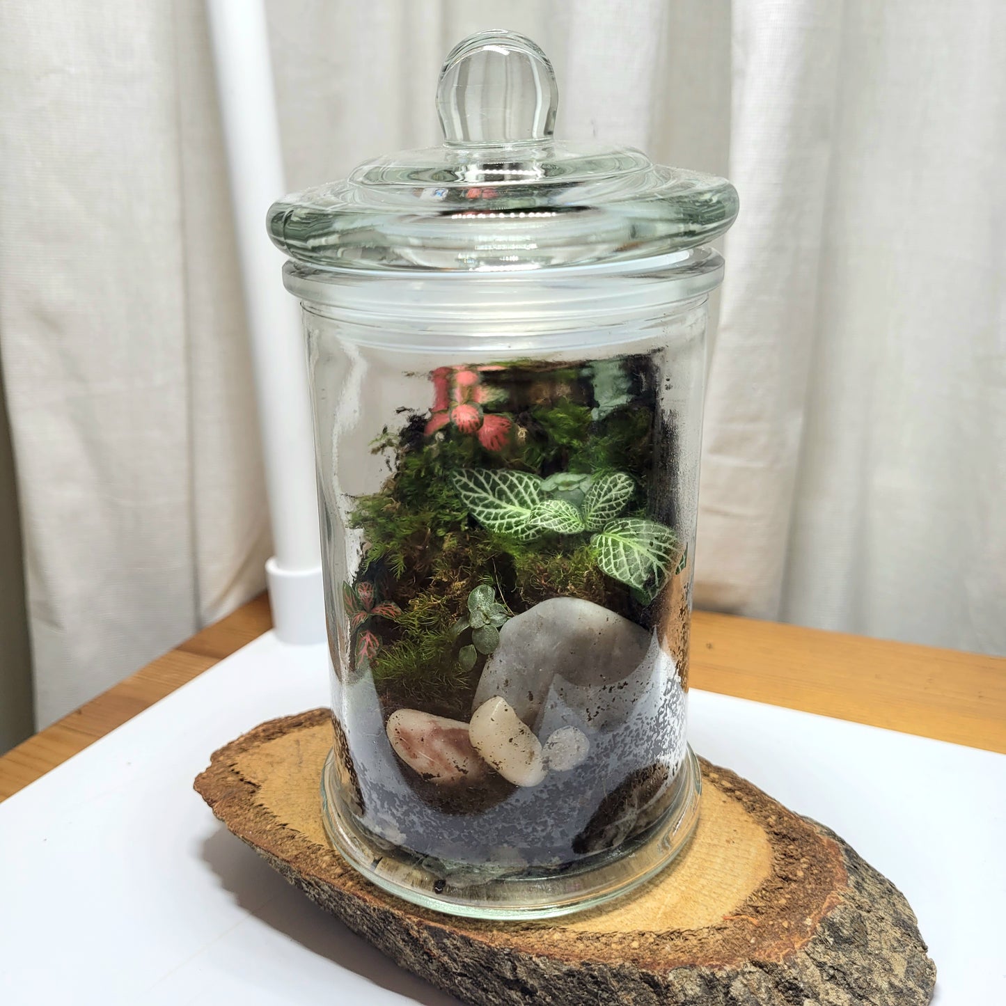 A small mossy terrarium sits on a wood platform. Inside the glass jar is colorful red and green plants and decorative rocks.