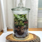 A small mossy terrarium sits on a wood platform. Inside the glass jar is colorful red and green plants and decorative rocks.