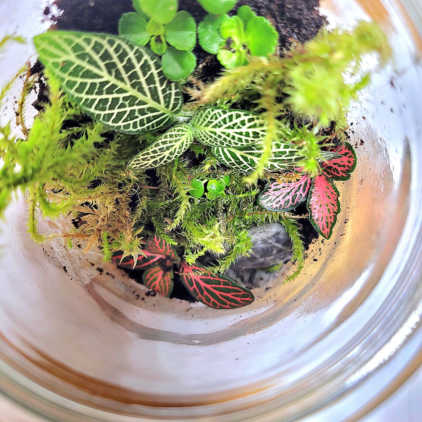 Top view of the mossy terrarium.