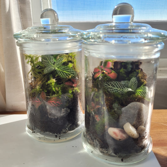 Two small mossy terrariums sit in front of a window. Inside the glass jars are colorful red and green plants and decorative rocks.