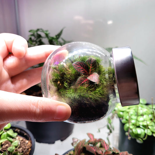 Small forest floor terrarium with moss and a red nerve plant.