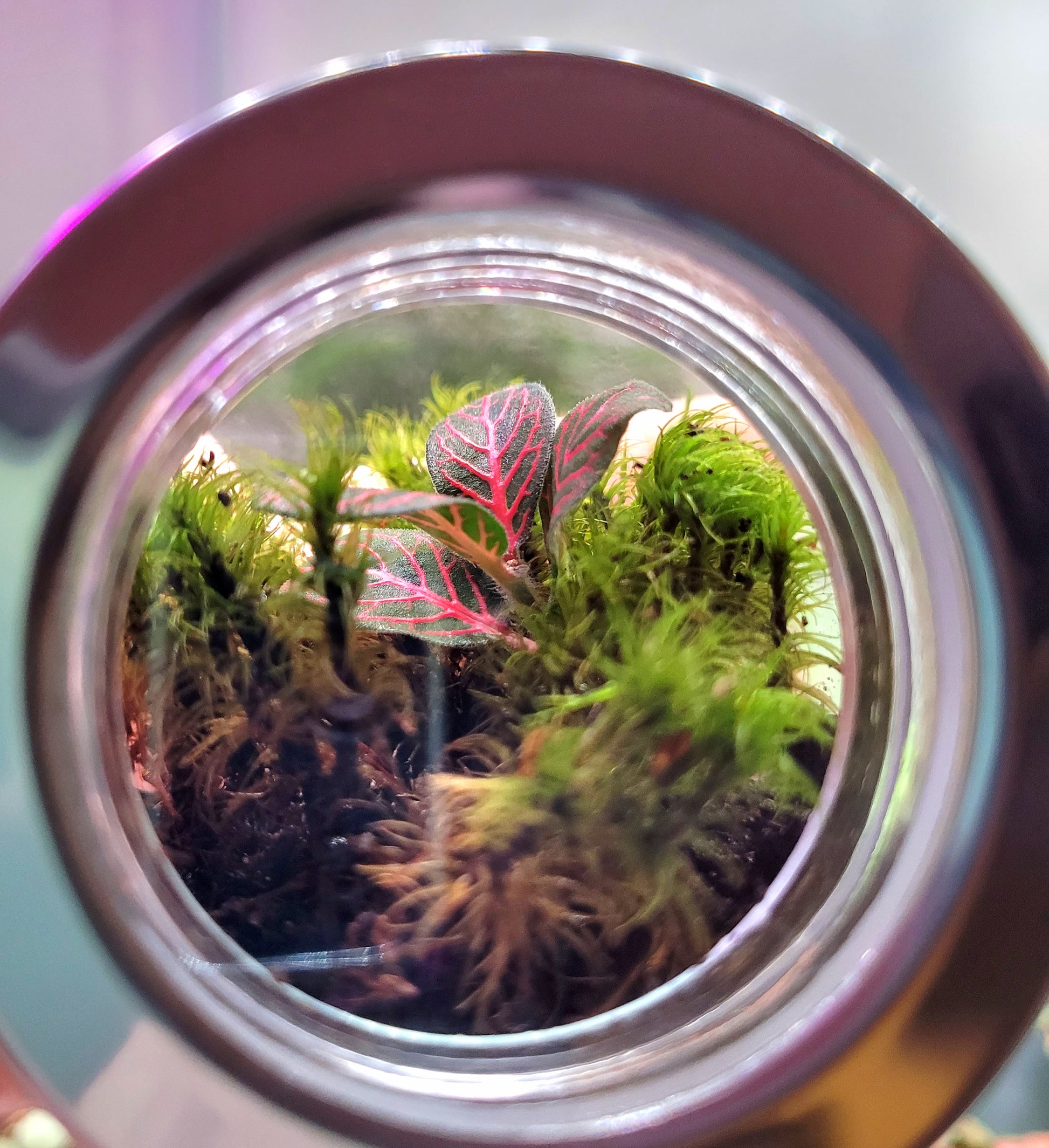 The view through the window of a small forest floor terrarium with moss and a red nerve plant.